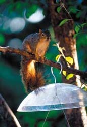 Baffled Squirrel 