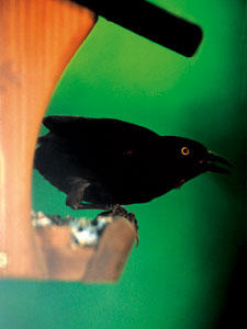 Common Grackle